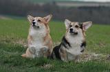CORGI PEMBROKE 1381